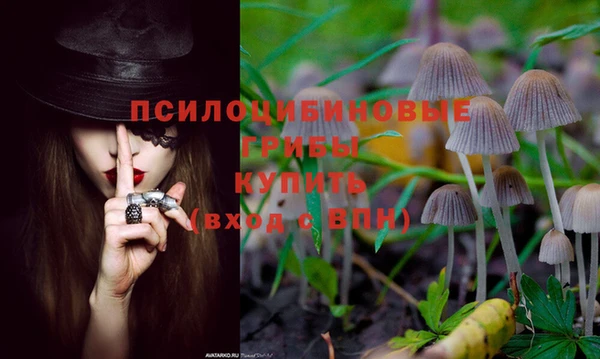 PSILOCYBIN Елабуга